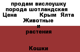 продам вислоушку порода шотландская › Цена ­ 3 000 - Крым, Ялта Животные и растения » Кошки   . Крым,Ялта